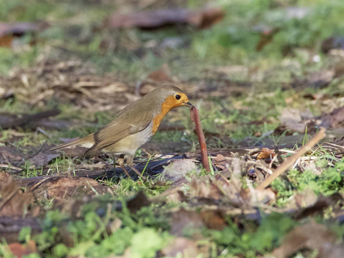 European Robin - ML403023181