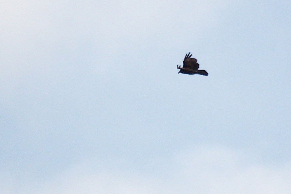 Turkey Vulture - ML403025411