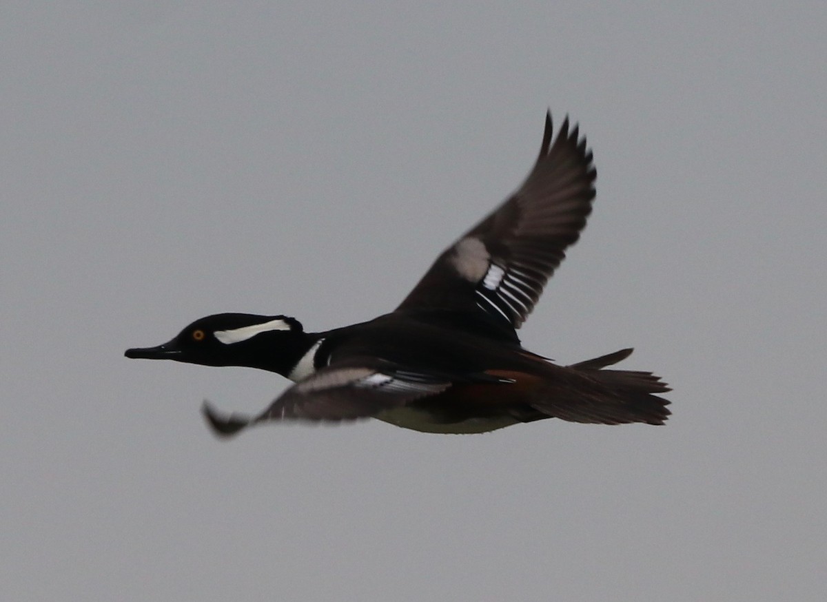 Hooded Merganser - ML403025891