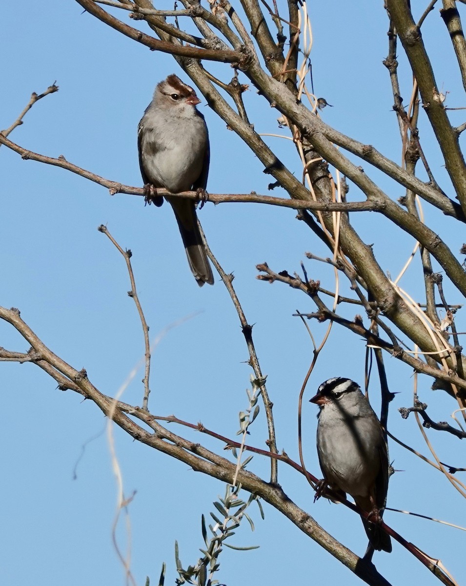 White-crowned Sparrow (Dark-lored) - ML403026041