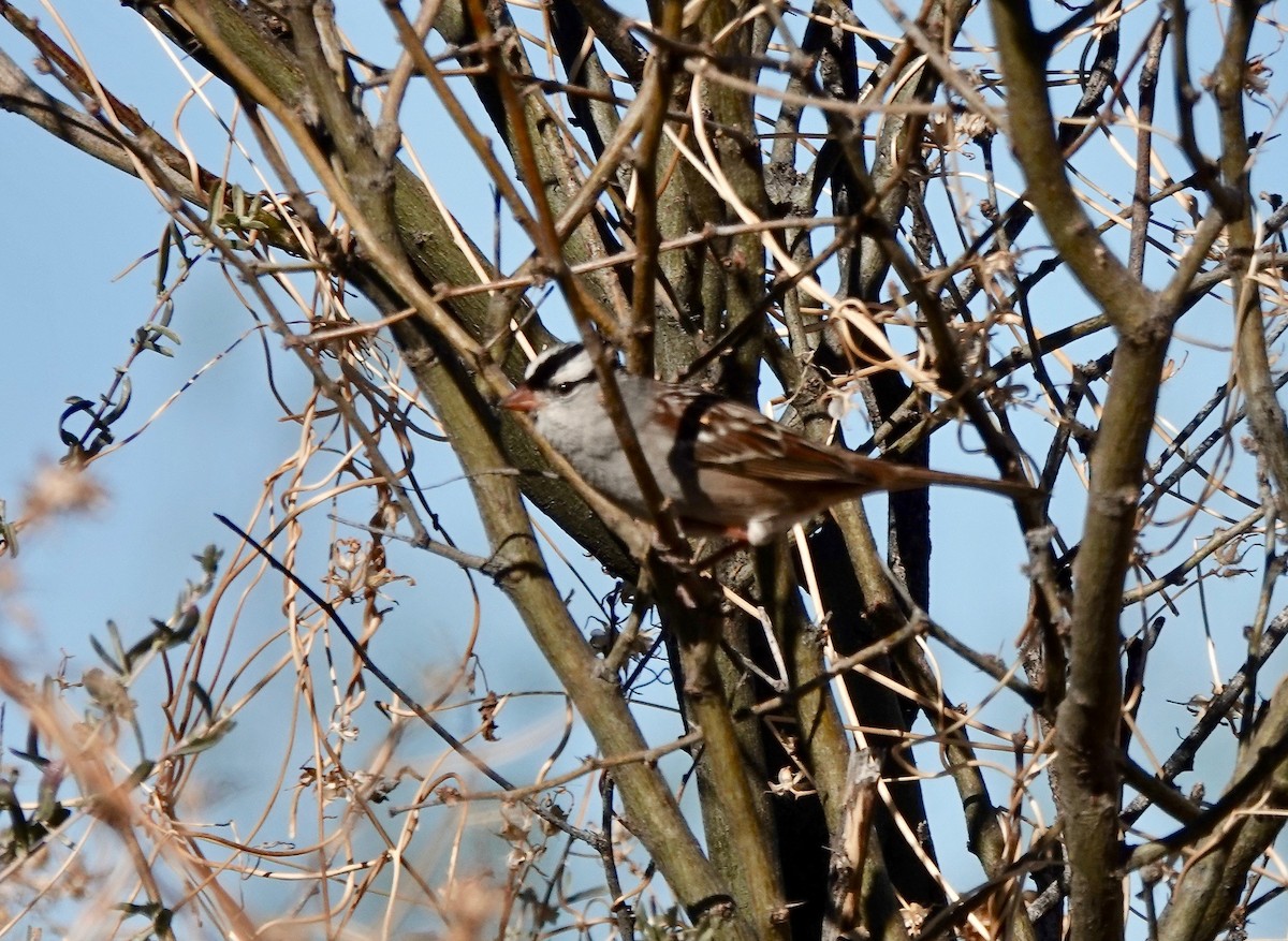 White-crowned Sparrow (Dark-lored) - ML403026141