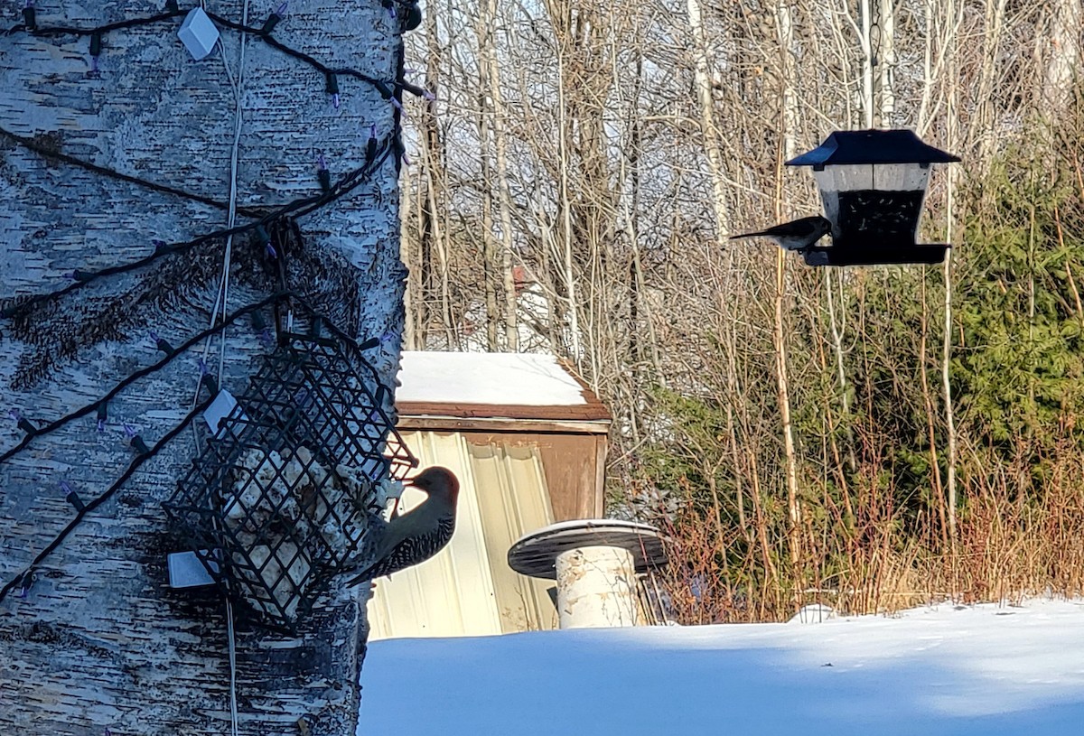 Red-bellied Woodpecker - ML403027291