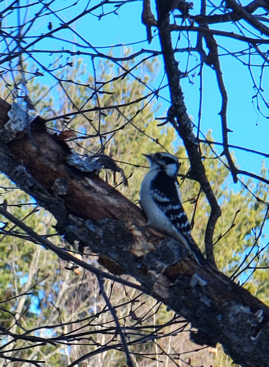 Downy Woodpecker - ML403028801