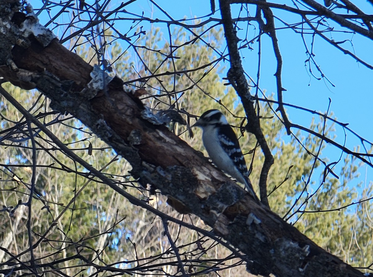 Downy Woodpecker - Kathie Brown