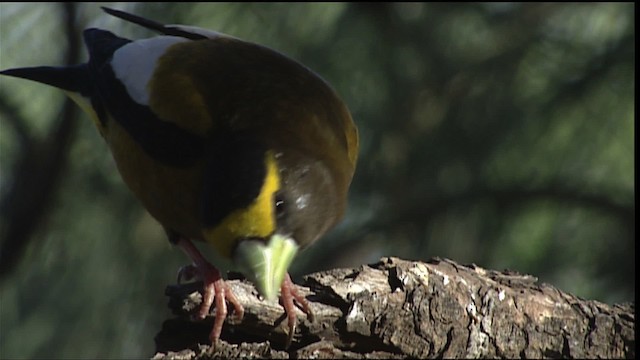 Evening Grosbeak - ML403029