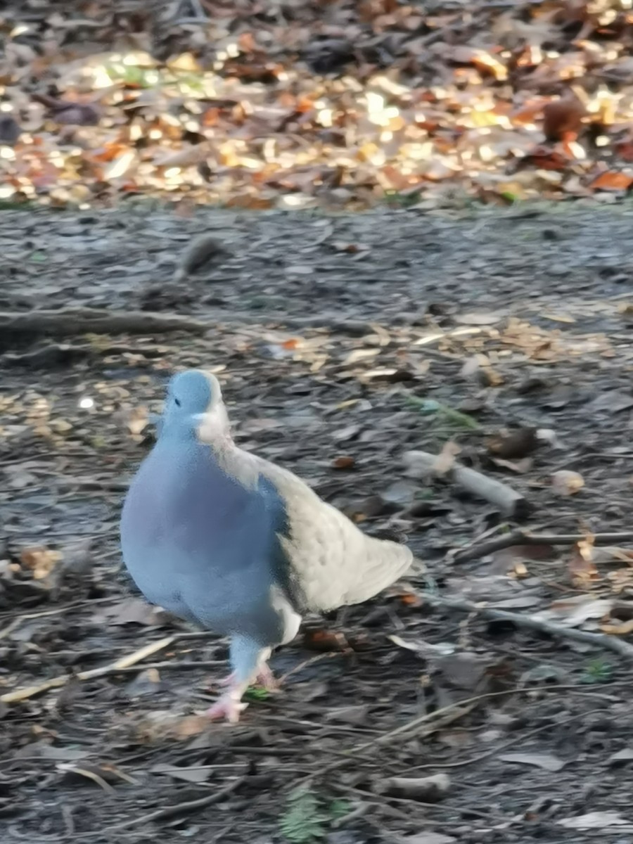 Pigeon colombin - ML403030431