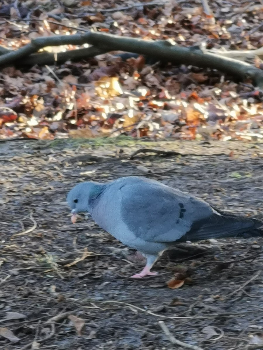 Pigeon colombin - ML403030471