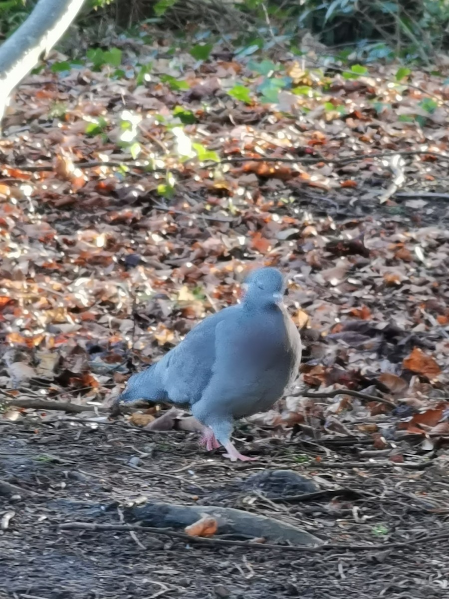 Pigeon colombin - ML403030501