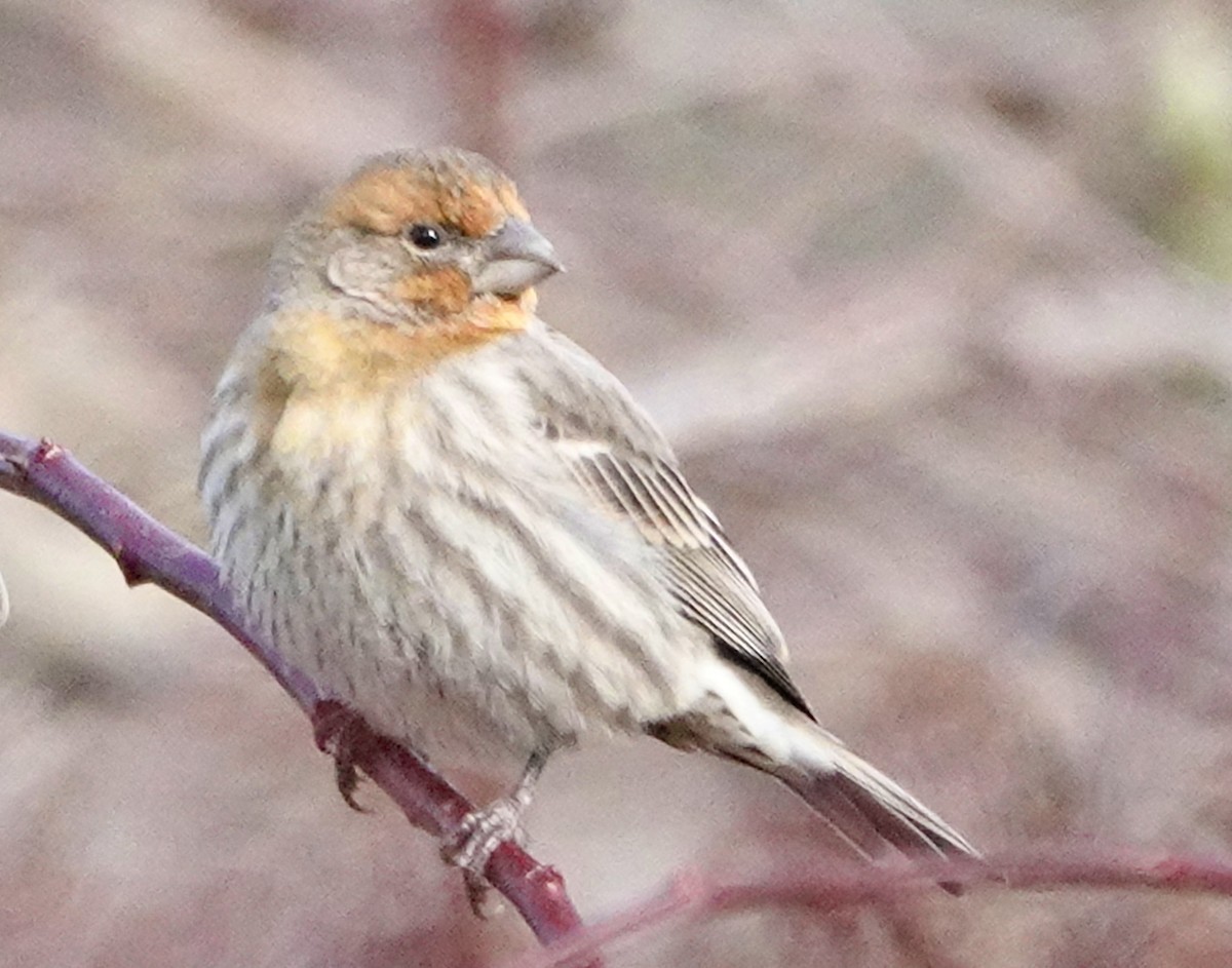 House Finch - ML403030701