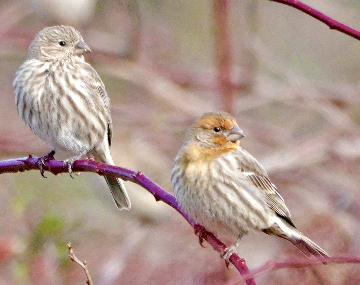 House Finch - ML403030711