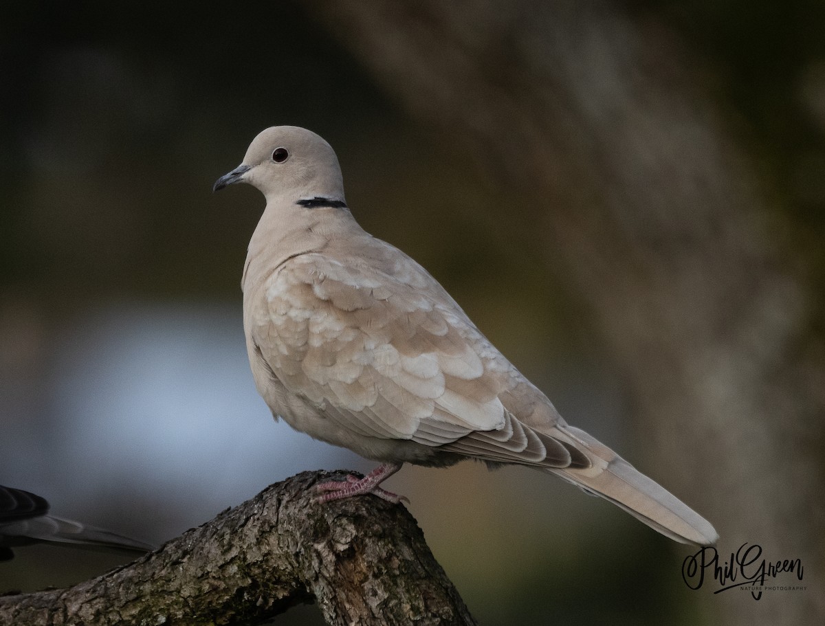 Eurasian Collared-Dove - ML403030801