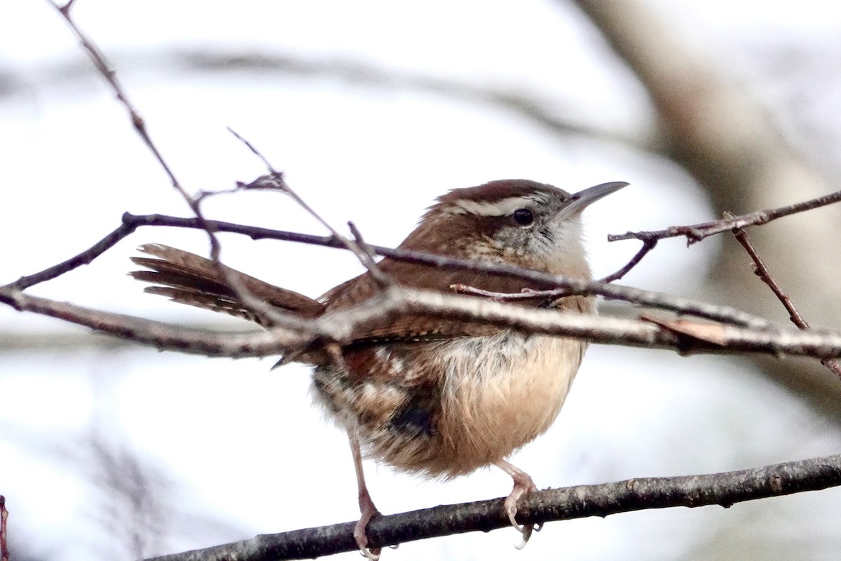 Carolina Wren - ML403031051