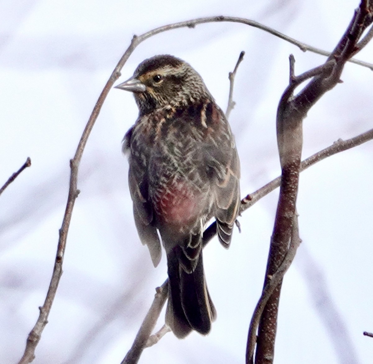 Red-winged Blackbird - ML403031091