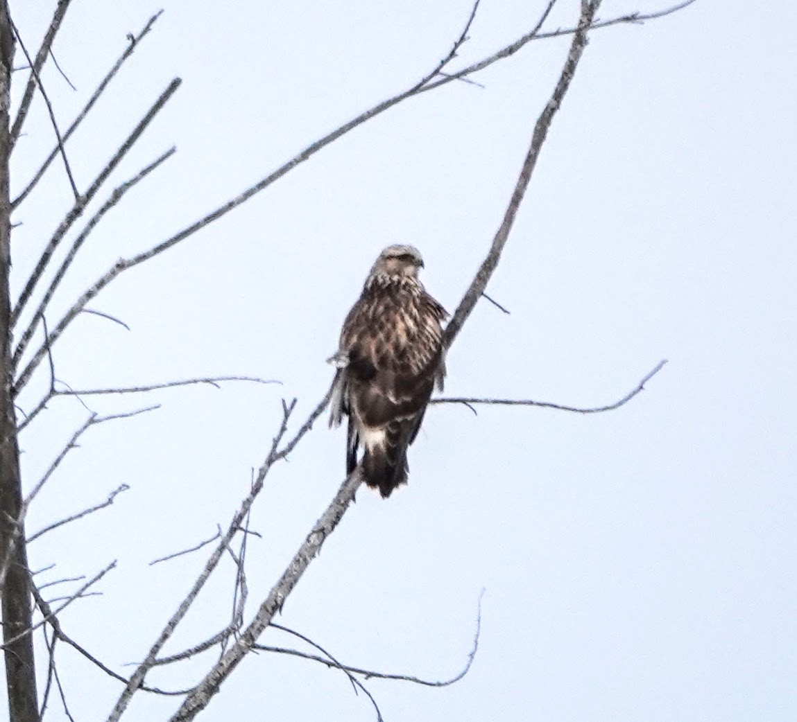 Rough-legged Hawk - ML403031941