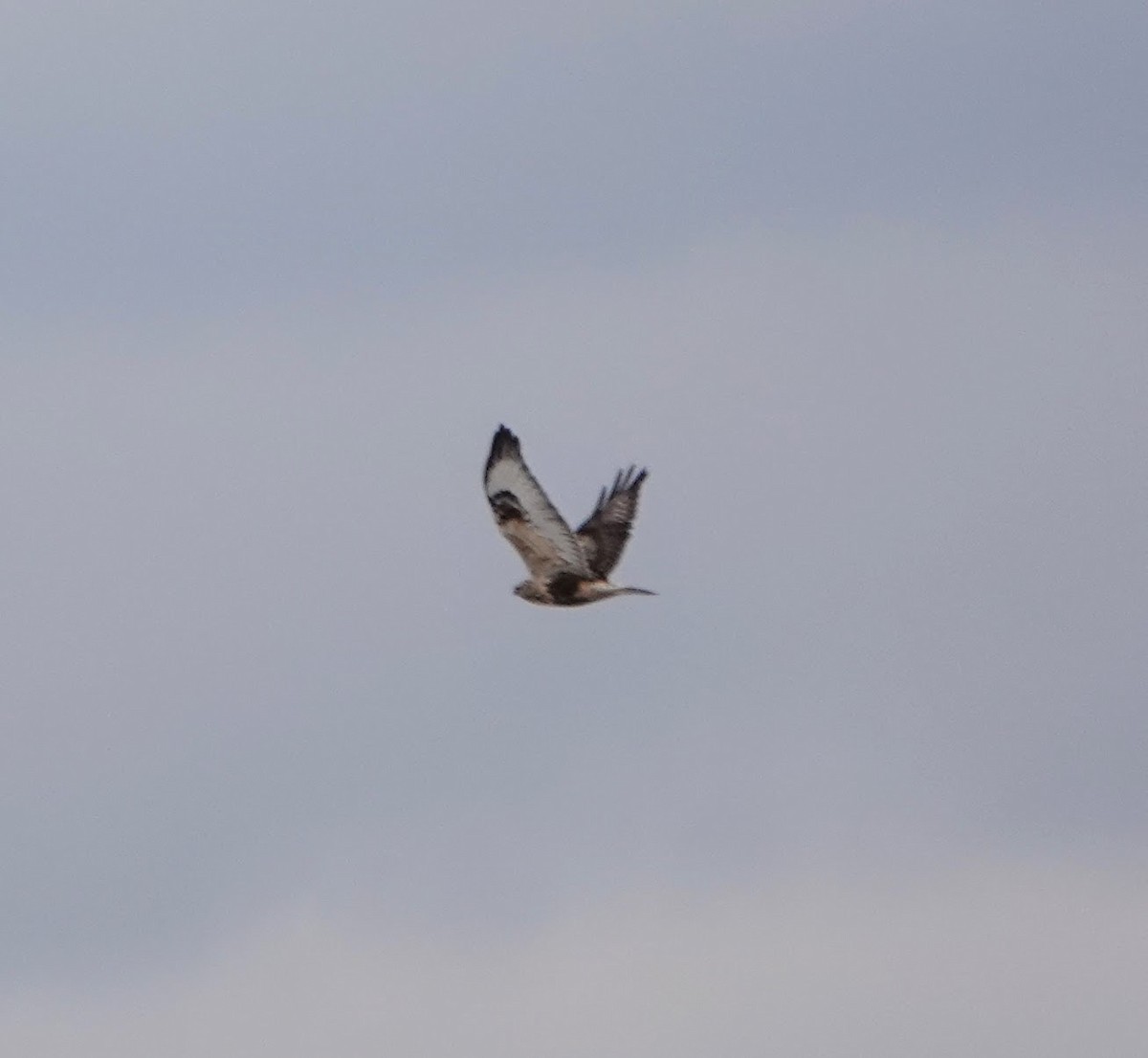 Rough-legged Hawk - ML403031951