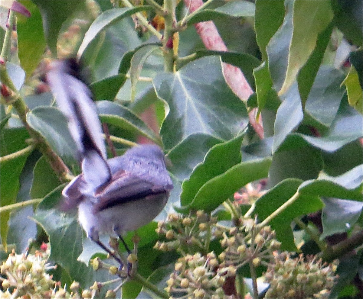 Blue-gray Gnatcatcher - ML40303711