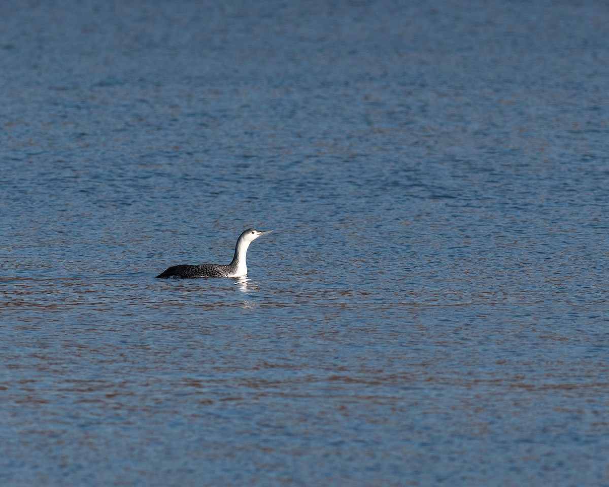 Red-throated Loon - ML403041521