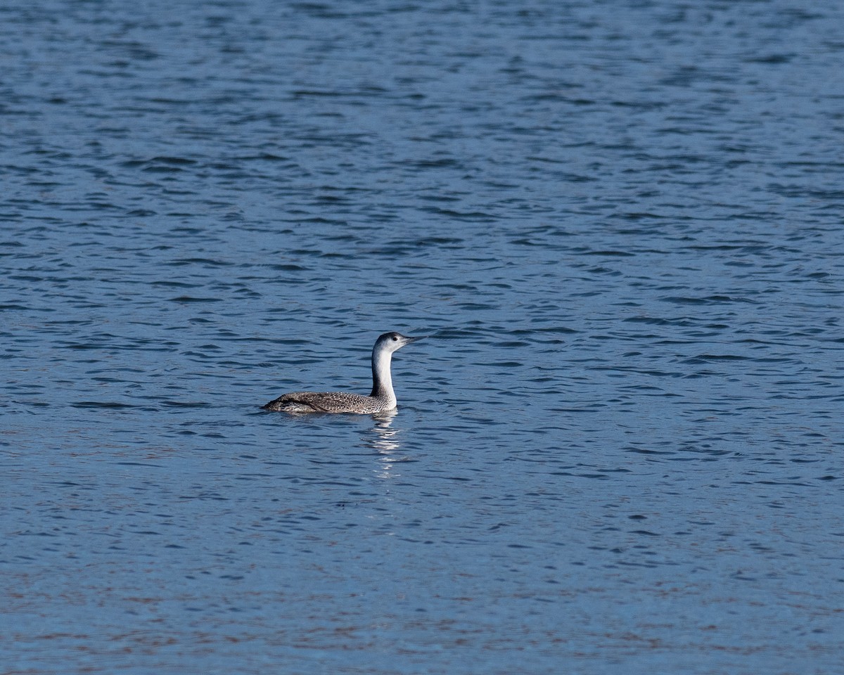 Red-throated Loon - ML403041531