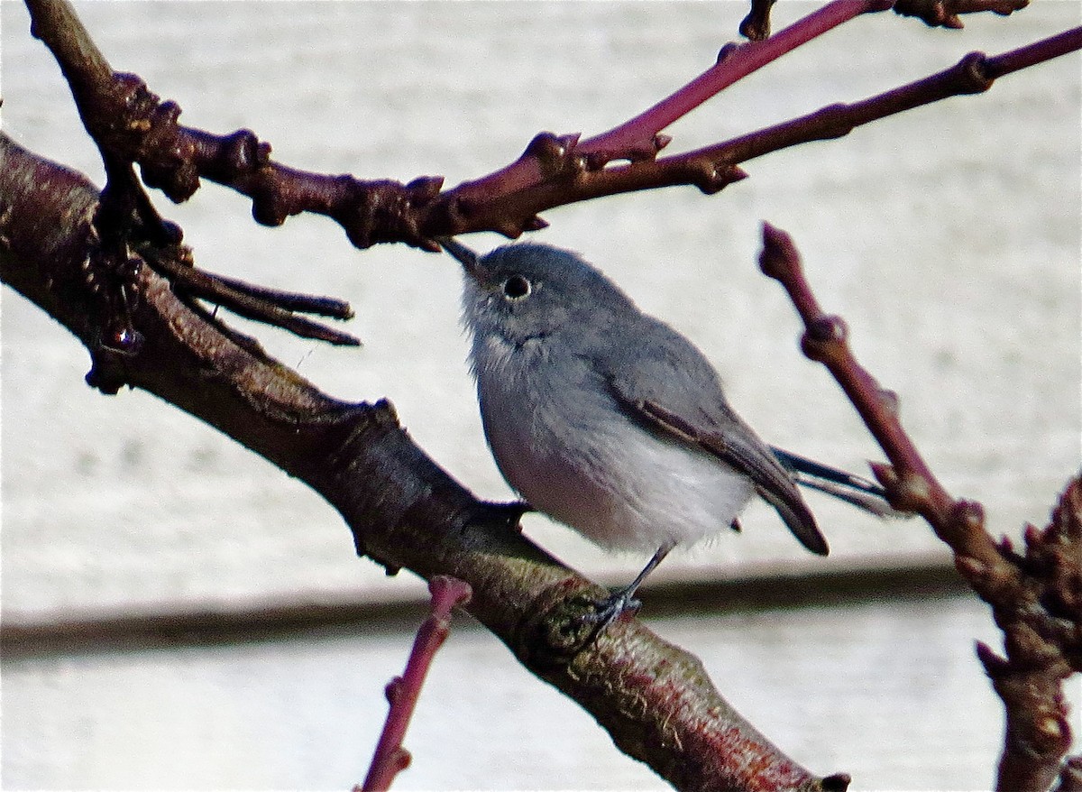 Gobemoucheron gris-bleu - ML40304181