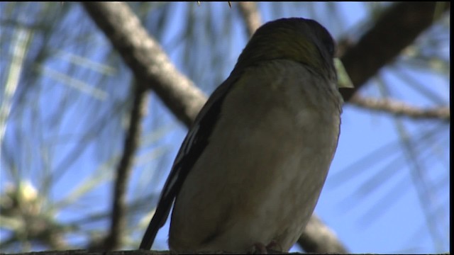 Evening Grosbeak - ML403043