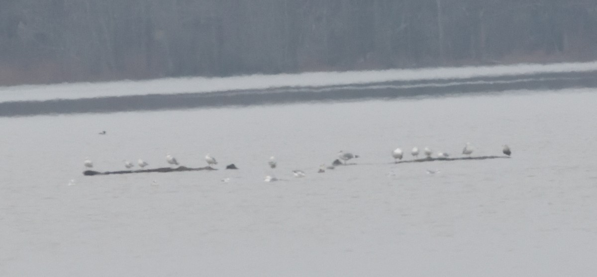 Ring-billed Gull - ML403043891