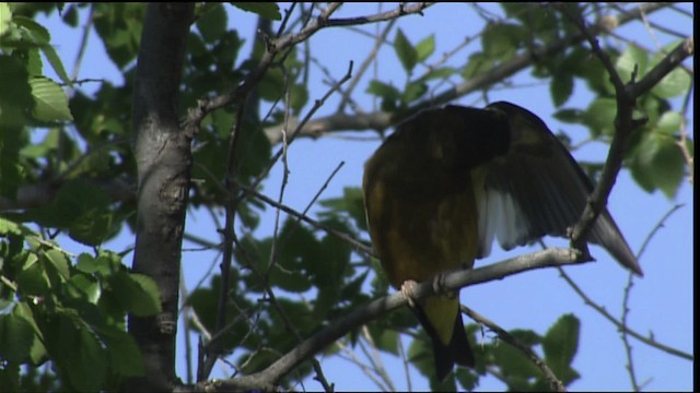 Evening Grosbeak - ML403044