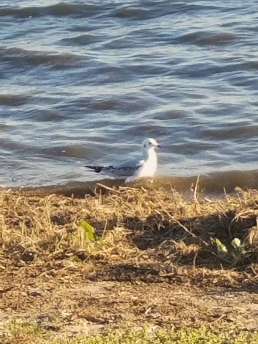 Bonaparte's Gull - ML40304441