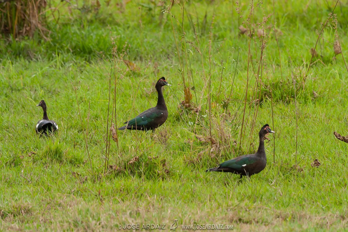 Muscovy Duck - ML403044561