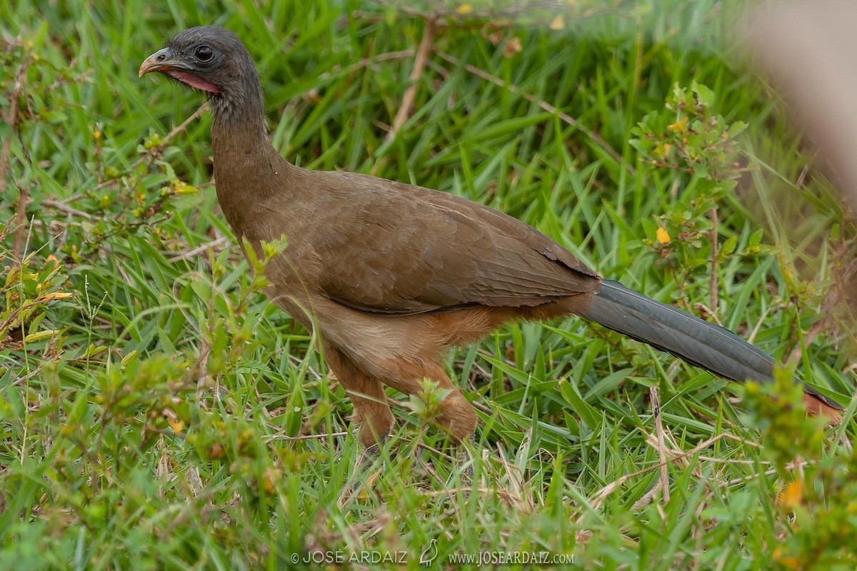 Rufous-vented Chachalaca (Rufous-tipped) - ML403044581