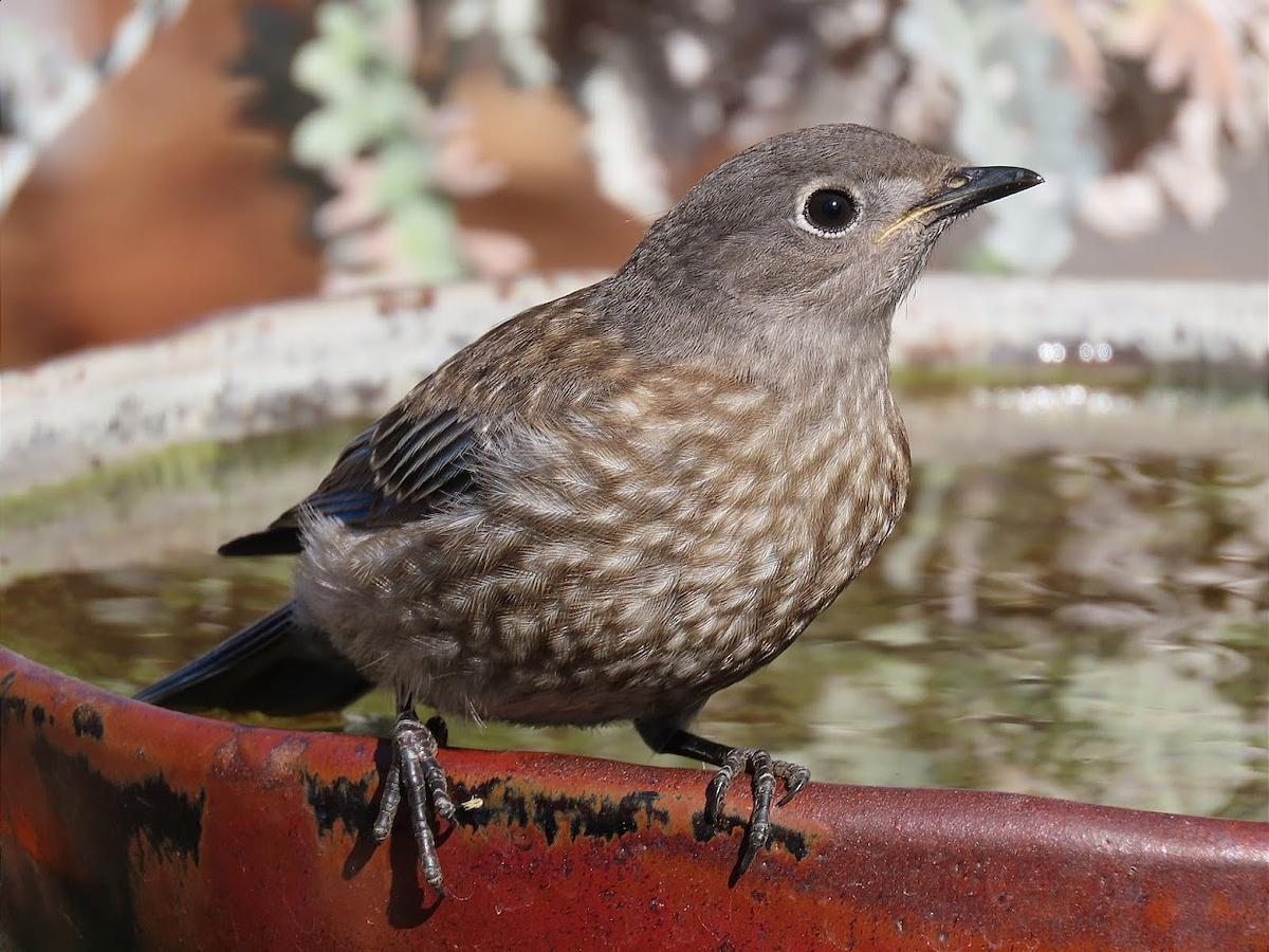 Western Bluebird - ML403045221