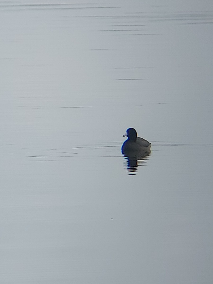 American Coot - ML403045851