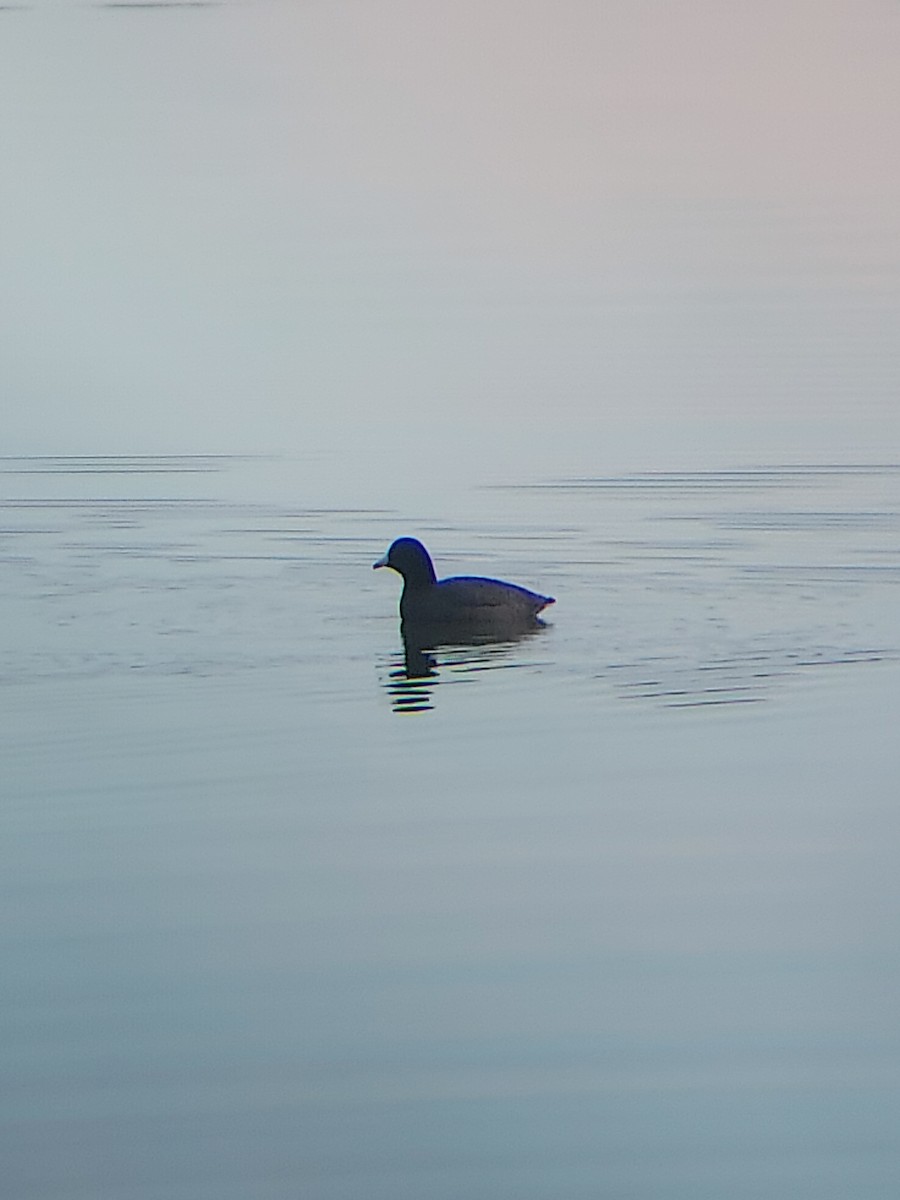 American Coot - ML403045871