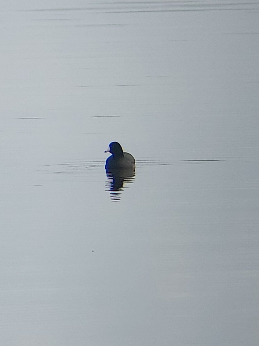 American Coot - ML403045881