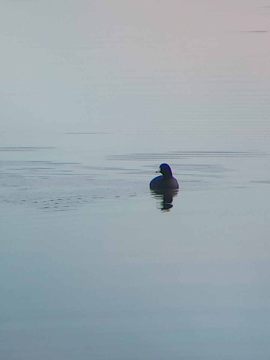 American Coot - ML403045891