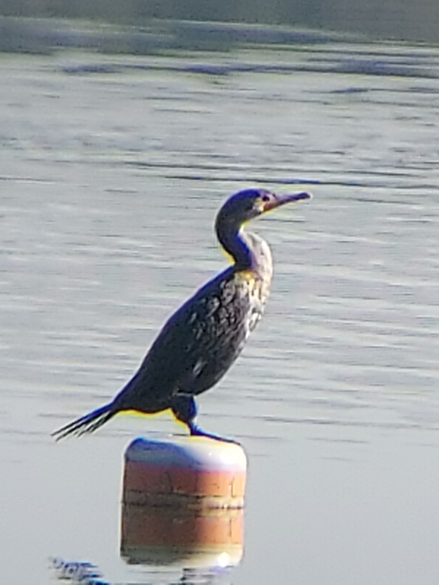 Double-crested Cormorant - ML403046361