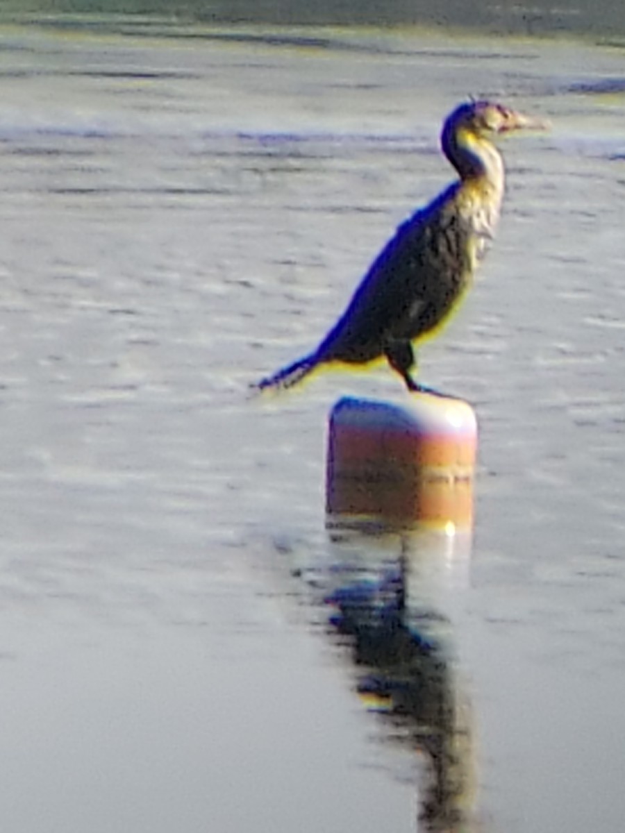 Double-crested Cormorant - ML403046371