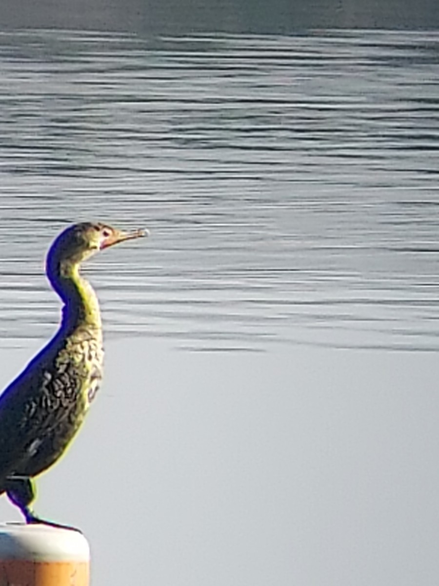 Double-crested Cormorant - ML403046381