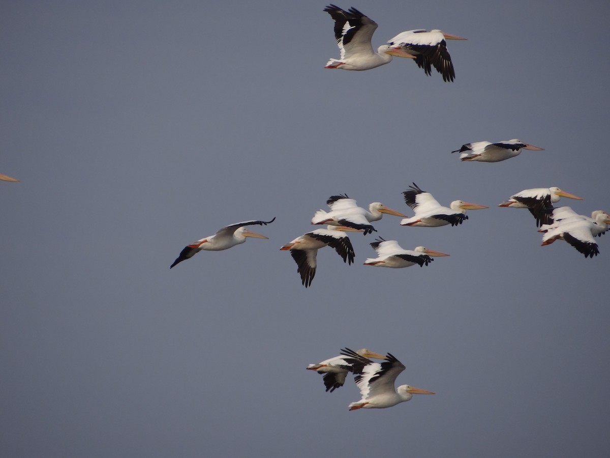 American White Pelican - ML403046921