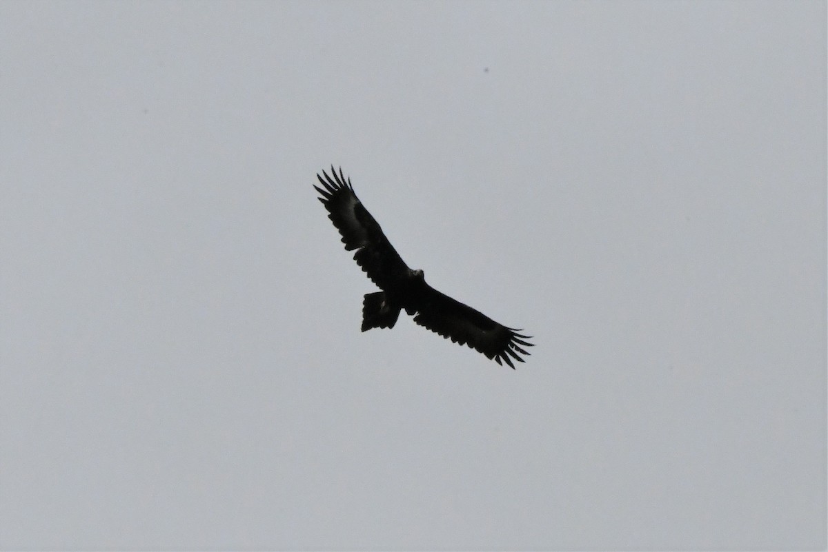 Wedge-tailed Eagle - ML403047831