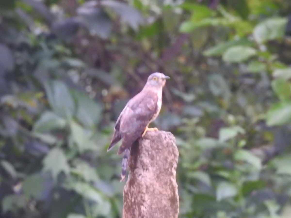 Common Hawk-Cuckoo - ML403048041