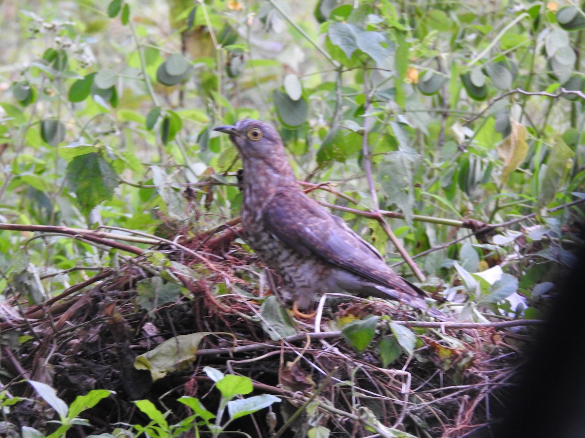 Common Hawk-Cuckoo - ML403048061