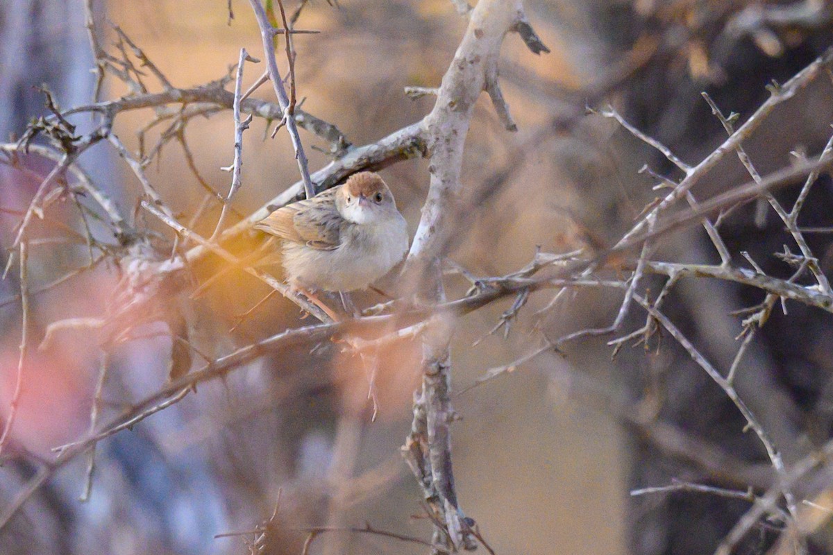 Rattling Cisticola - ML403048361