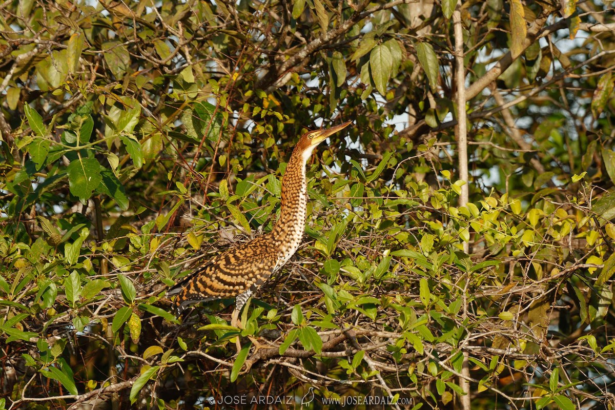 Rufescent Tiger-Heron - ML403050041