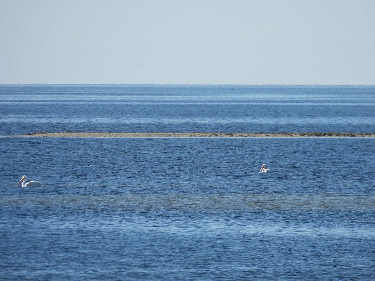 American White Pelican - ML403050491