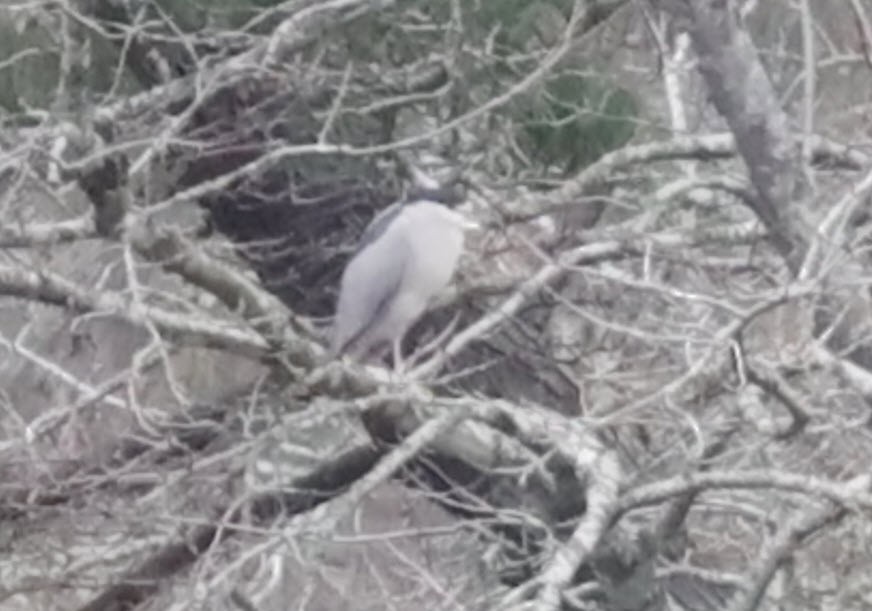 Black-crowned Night Heron - Greg  Minnery