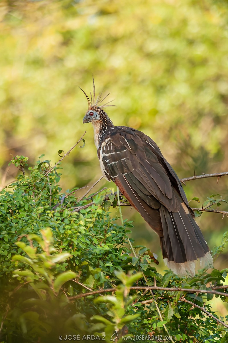 Hoatzin - ML403050871