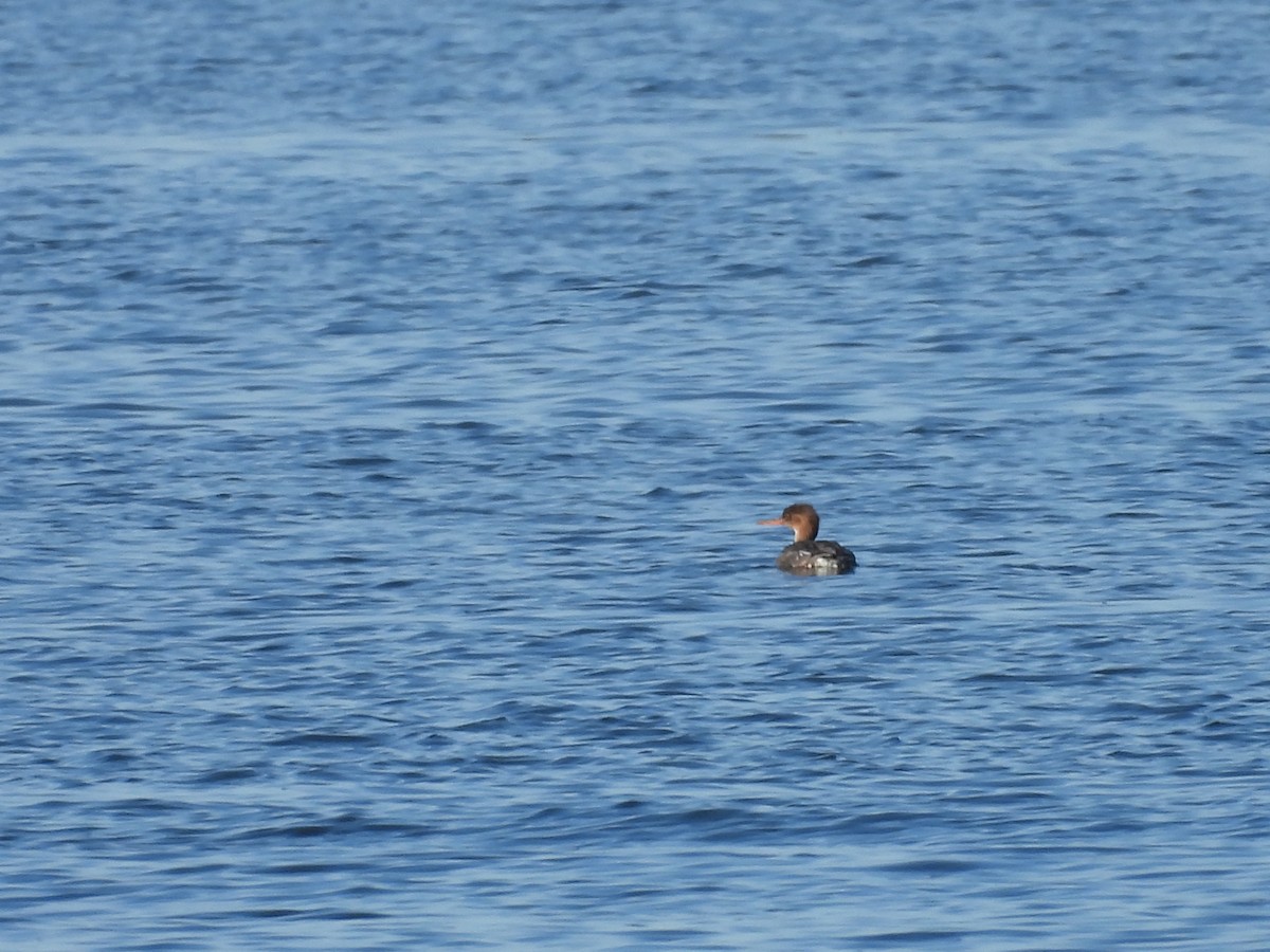 Red-breasted Merganser - John  Paalvast