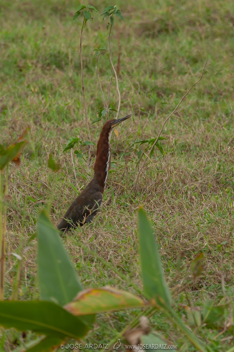 Rufescent Tiger-Heron - ML403054171