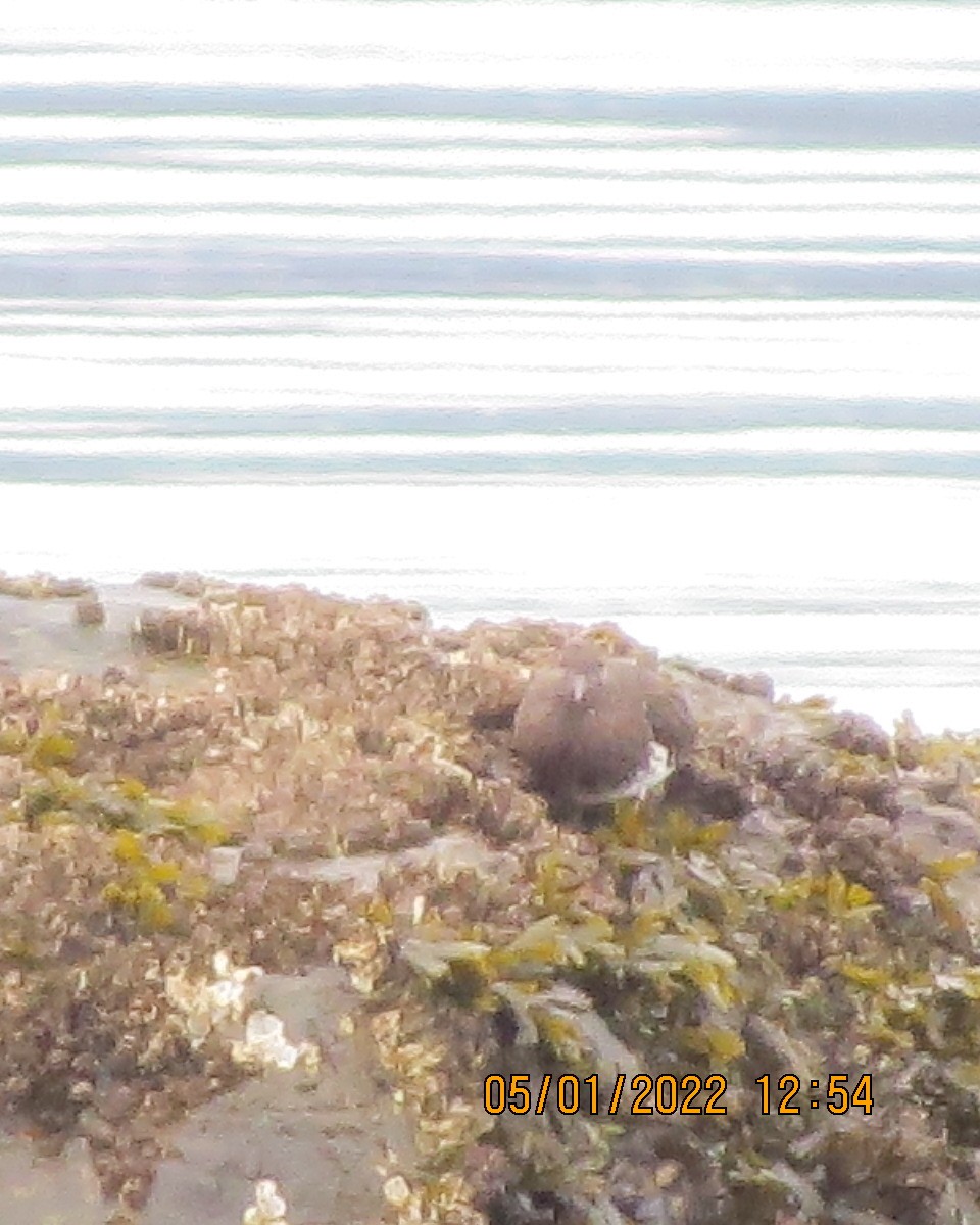 Black Turnstone - ML403054521