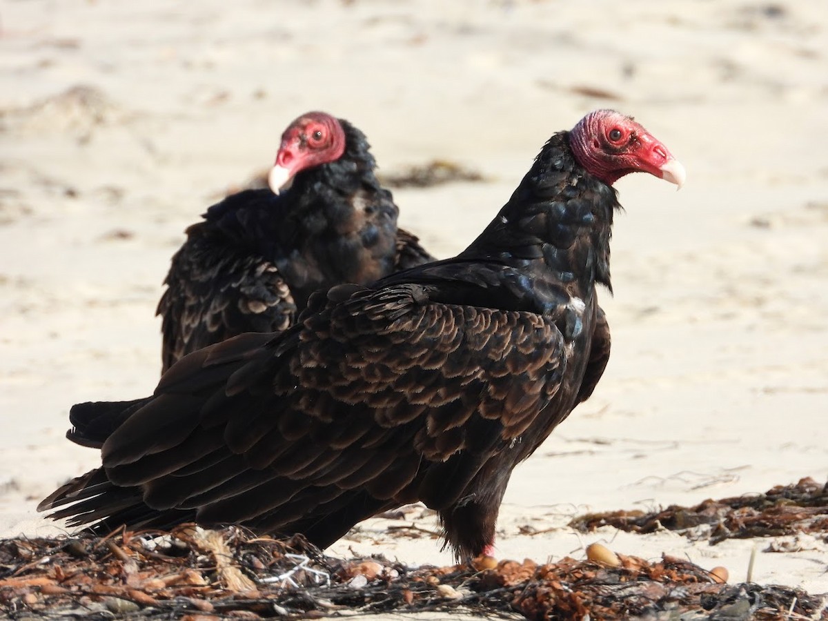 Turkey Vulture - ML403056621